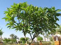 FRANGIPANE - PLUMERIA ACUTIFOLIA apocynacee 1