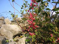 FUSAGGINE - BARETTA DA PRETE -  EUONIMO - EUONYMUS EUROPEAUS
