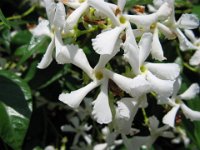 GELSOMINO COMUNE -