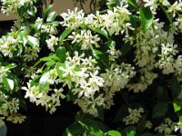GELSOMINO COMUNE - JASMINUM OFFICINALE 1