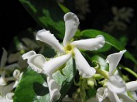 GELSOMINO COMUNE - JASMINUM OFFICINALE 2