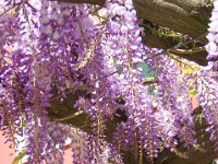 GLICINE - WISTARIA SINENSIS