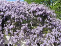 GLICINE - WISTARIA SINENSIS 1