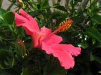 IBISCO - HIBISCUS ROSA-SINENSIS