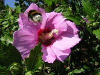 IBISCO - HIBISCUS SYRIACUS 2