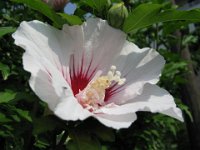 IBISCO SIRIACO