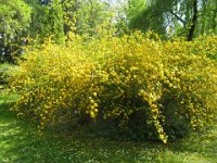 KERRIA JAPONICA PLENIFLORA 1