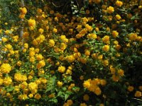 KERRYA JAPONICA PLENIFLORA 1
