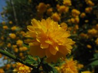KERRYA JAPONICA PLENIFLORA 2