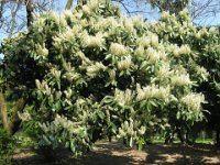 LAUROCERASO - PRUNUS LAUROCERASUS
