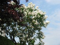 LILLA' - SYRINGA PERSICA ALBA 1