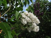 LILLA' - SYRINGA PERSICA ALBA 2