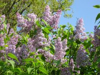 LILLA' - SYRINGA VULGARIS - SERENELLA