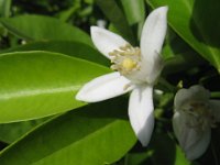 LIMONE - CITRON