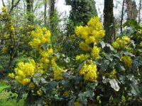 MAHONIA AQUIFOLIUM 1