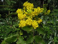 MAHONIA AQUIFOLIUM 2
