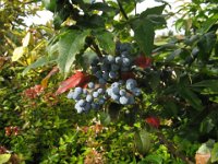 MAHONIA AQUIFOLIUM BACCHE