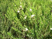 MIRTO - MYRTUS COMMUNIS 1