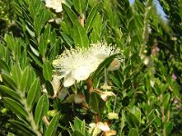 MIRTO - MYRTUS COMMUNIS 2