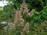 NANDINA 1