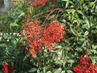 NANDINA BACCHE