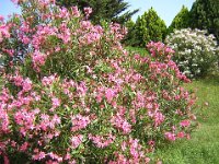 OLEANDRO - NERIUM OLEANDER 1