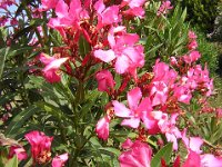 OLEANDRO - NERIUM OLEANDER 2