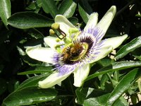 PASSIFLORA CERULEA 1