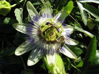 PASSIFLORA CERULEA 2