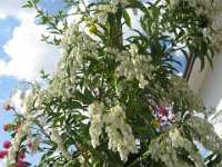 PIERIS JAPONICA Ericacee a,mag