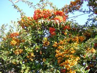 PIRACANTA - PYRACANTHA CRENULATA