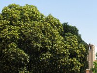 PITOSPORO - PITOSPORUM 1