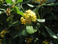 PITTOSFORO - PITOSPORUM 2