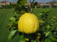 POMPELMO