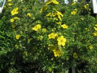POTENTILLA FRUTICOSA ROSACEE 1