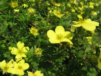 POTENTILLA FRUTICOSA ROSACEE 2