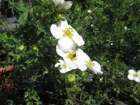 POTENTILLA GLABRA rosacee
