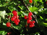 RIBES