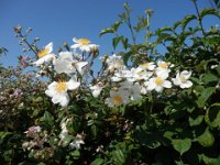 ROSA ARVENSIS - ROSA DEI CAMPI 1