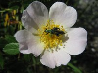 ROSA ARVENSIS - ROSA DEI CAMPI 2