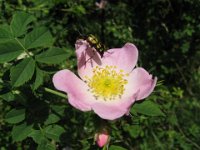 ROSA CANINA ..