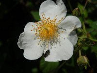ROSA DEI CAMPI