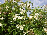 ROSA SELVATICA - ROSA PIMPINELLIFOLIA