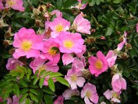 ROSA TORMENTOSA - ROSA SELVATICA