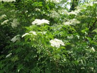 SAMBUCO - SAMBUCUS NIGRA 1