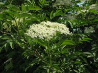 SAMBUCO - SAMBUCUS NIGRA 2
