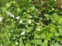 SINFORINA - SYMPHORICARPOS