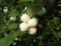 SINFORINA - SYNPHORICARPOS .