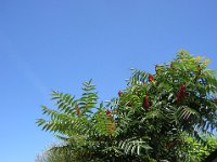 SOMMACO MAGGIORE - RHUS TYPHINA 1