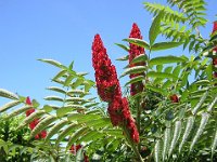 SOMMACO MAGGIORE - RHUS TYPHINA 2